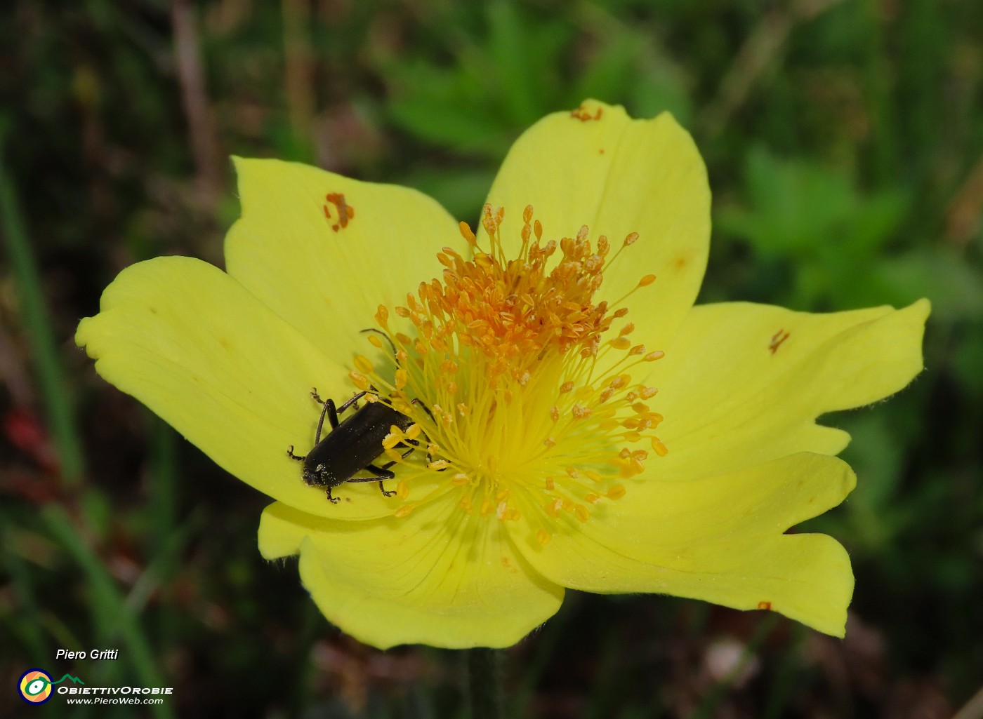 10 Pulsatilla alpima sulphurea (Anemone sulfureo).JPG